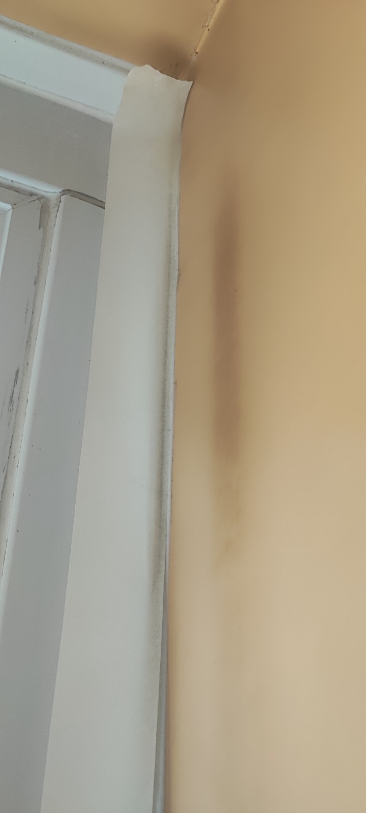 Warm peach feature wall freshly painted — Newport decorating project